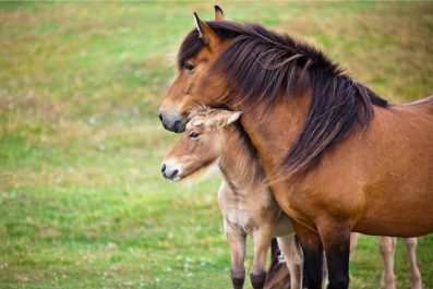 Dem Pferd zur Liebe nur das Beste