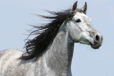 Caroline Sperling Nahrungsmittelergänzung für Pferde