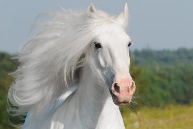 Caroline Sperling Pferdegeflüsterin
