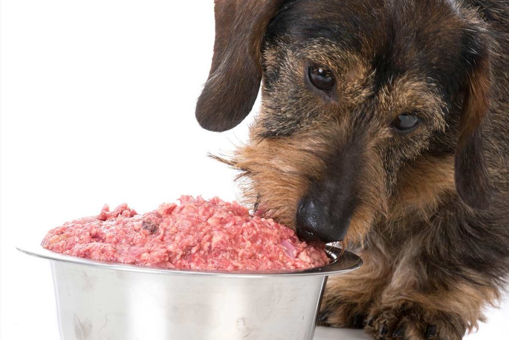 Ernährungsberatung-Hund-Hackfleisch